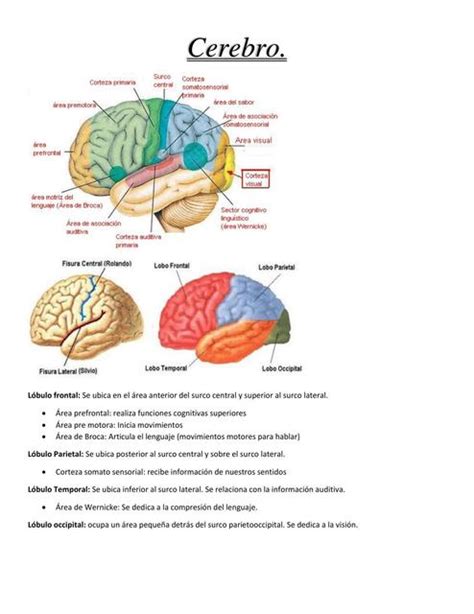 Cerebro Javiera Guerrero UDocz