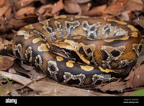 Sumatran Blood Python Python Brongersmai Commonly Known As