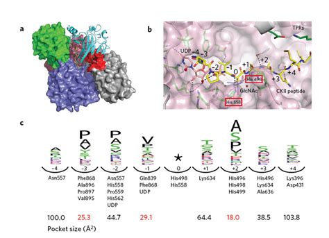 Insights Into The Human Ogt Structure A The Structure Reported By