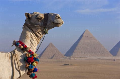 camel in the desert with the three pyramids in the giza pyramid complex el giza egypt in the