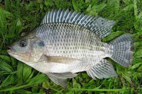 Ikan nila masak tauco i resep cantik zonarasa i ikan nila masak tauco yang tinggi protein. CARA BUDIDAYA IKAN MUJAIR NILA (Dengan gambar) | Ikan, Habitat, Gambar