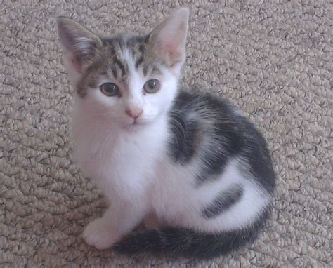 I got him from a friend when he was. 2 x Rescue Kittens for sale - SHEFFIELD | Sheffield, South ...