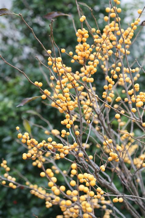 Berry Heavy Gold Winterberry Holly Ilex Verticillata Winter