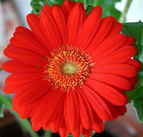 Red Gerber Daisy Close Up Free Stock Photo Public Domain Pictures