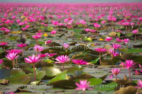 タイ ノンハン湖 タレーブアデーンの写真素材 149763396 イメージマート
