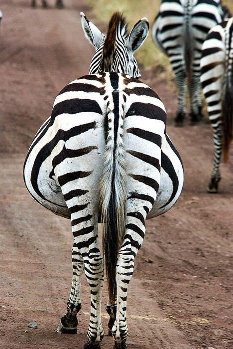 Funnywildlife “a Pregnant Zebra In The Ngorongoro Crater Tanzania By