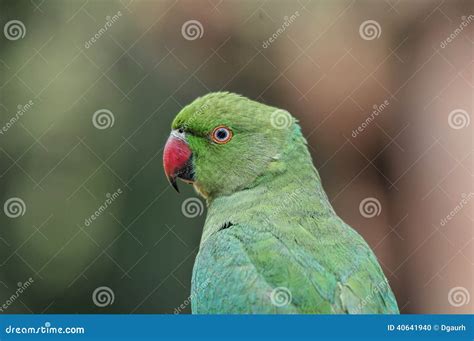 Parrot Portrait Stock Photo Image Of Tropical Parrot 40641940