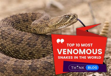 Top 10 Most Venomousdeadliest Snakes Across The World Thinkpedia 2023
