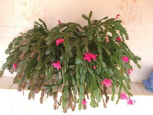 Read on to discover how to care for your christmas cactus. Caring for Christmas Cactus