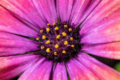 Purple African Daisy Flower Yellow Stamens Close Up Stock Image