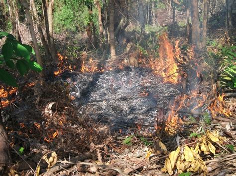 Tragisnya, kebakaran hutan ini bukanlah peristiwa yang hanya terjadi sesaat. Radio Muaro Jambi News: Para pelaku pembakaran lahan dan ...