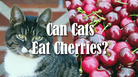 Find out if cats and kittens can actually eat. Can Cats Eat Cherries? | Pet Consider