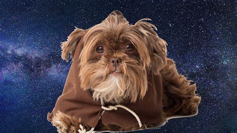 100 Star Wars Inspired Dog Names The Force Is With These Jedi Ideas