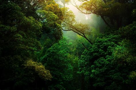 Dia Da Proteção às Florestas 8 Dicas Para Preservação