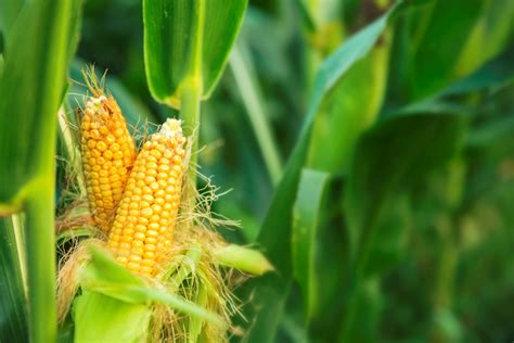 There are many types of sweet corn available to gardeners. Corn, sweet corn - Harmons Grocery