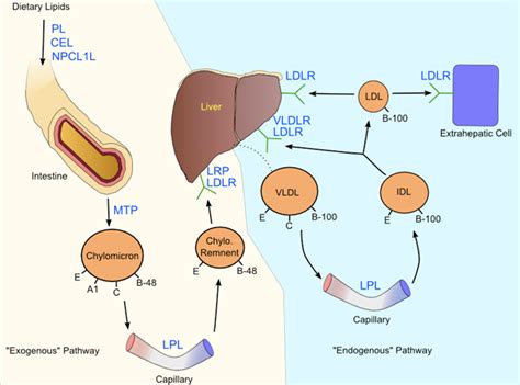Lipoproteins Cholesterol Homeostasis And Cardiac Health