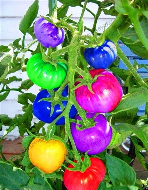 Time Limit100pcs Rare Rainbow Tomato Plants Ornamental Pot Organic