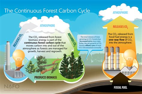 Forest Biomass Role In Meeting Carbon Reduction Targets Unclear Under