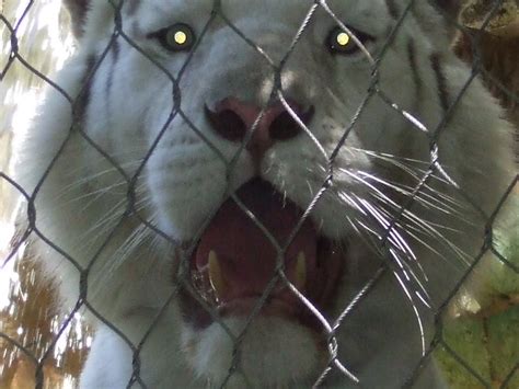 Scary White Tiger Flickr Photo Sharing