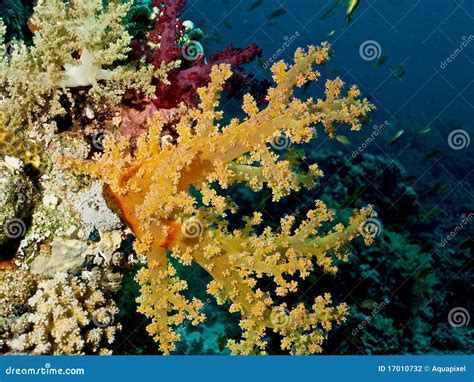 The Soft Corals Alcyonacea Dendronephthya Stock Photo Image Of