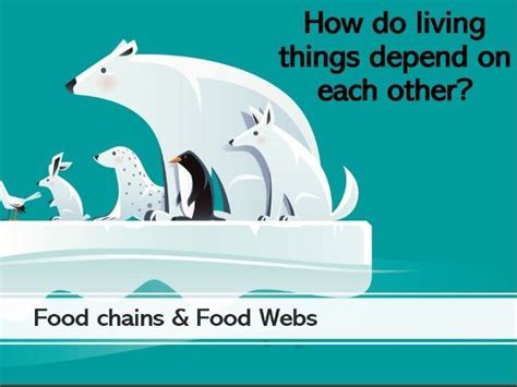 Food Chains And Food Webs Ppt Teaching Resources