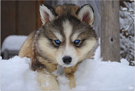 Siberian Husky Facts Siberian Husky Traits