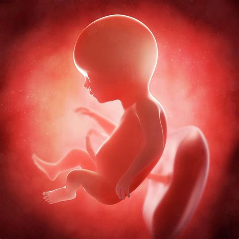 Foetus At 17 Weeks Photograph By Scieproscience Photo Library Pixels