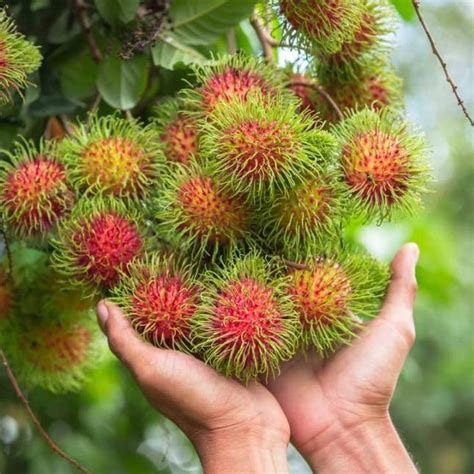 It just randomly occurred to me that maybe cactus soil is only meant for cacti. Grafted Rambután Live TREE - TROPICAL PLANTAE