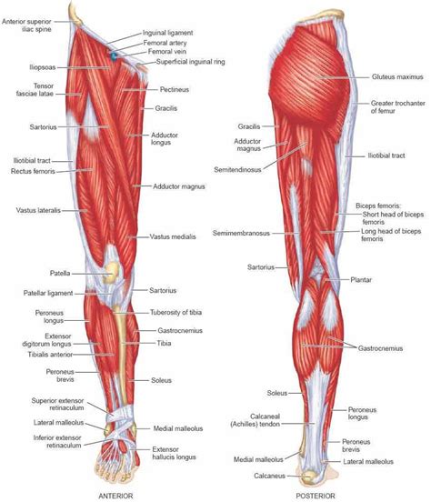 Anterior View And Posterior View Of The Human Leg Muscles Anatomy Calf