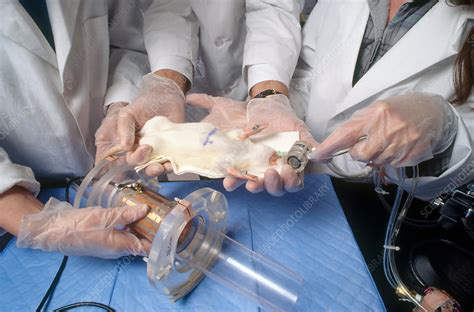 Animal Testing - Stock Image - C007/5548 - Science Photo Library