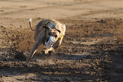 Concho Unicorn Phoenix Greyhound Park Schooling Race Tur Flickr