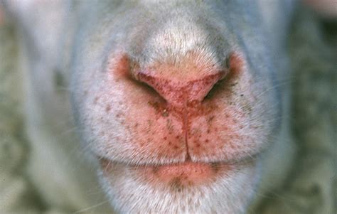 Acute Bluetongue In Sheep With Severe Swelling Of The Lips And Erosions