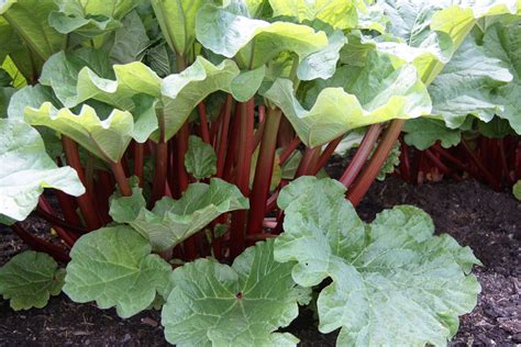 Rhubarb Description Plant Leaves Uses And Facts Britannica