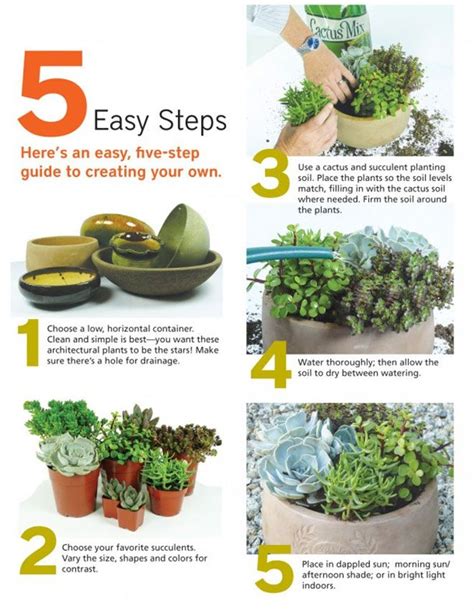 They will make really good indoor plants as long as you provide them with enough moisture, enough sunlight. Follow these five steps to create your succulent container ...