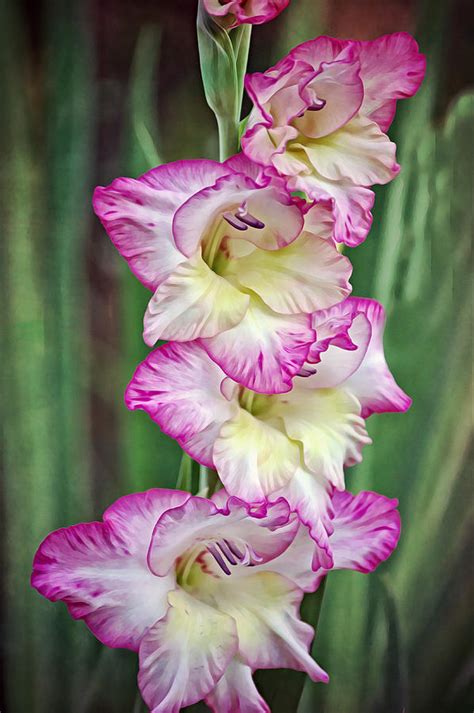 Pink Gladiolus Portrait Photograph By Gaby Ethington Fine Art America