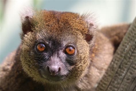 Greater Bamboo Lemur Prolemur Simus Zoochat