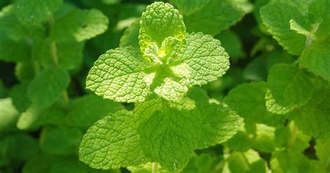 Tips For Growing Apple Mint Make House Cool