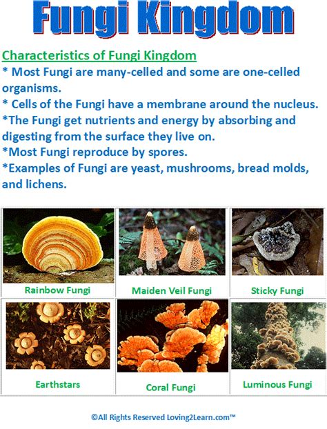 Kingdom Fungi Fungi What