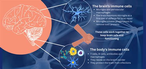 Secret Allies The Brain And The Immune System Happiest Health