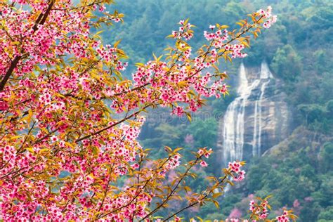 Pink Cherry Blossoms On The Mountain Waterfalls Stock Image Image Of