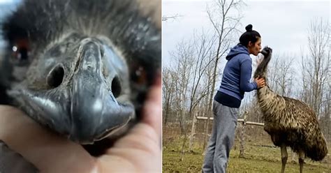 Hissing Emu Learns How To Love And Cuddle Her Human Rescuer