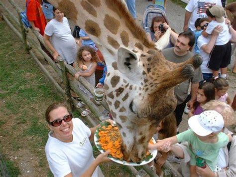 Long Island Game Farm (With images) | Zoo animals, Zoo, Nyc