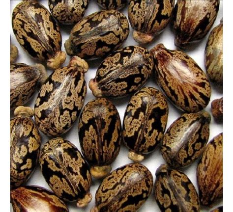 Natural castor oil has the highest density compared to other oils. Buy Ricinus Communis, Castor Oil Plant, Arandi - Seeds ...