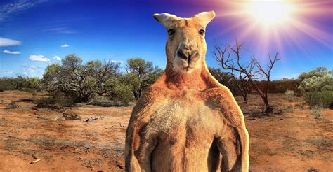 The Kangaroo King Movie Watch Stream Online