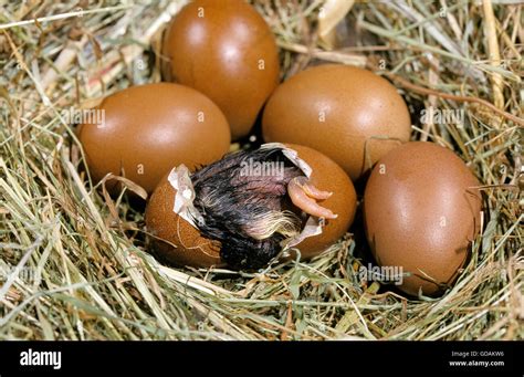 Nest With Eggs Domestic Chicken Chick Hatching From Egg Stock Photo