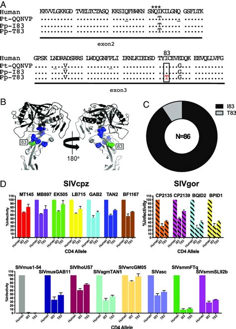 Allelic diversity of CD4 in bonobos. (A) CD4 coding variants identified