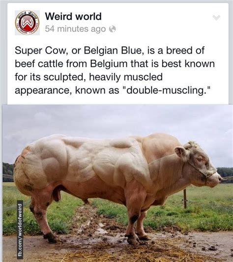 Pin By Brittany Walton On Animals Beef Cattle Weird Facts Belgian