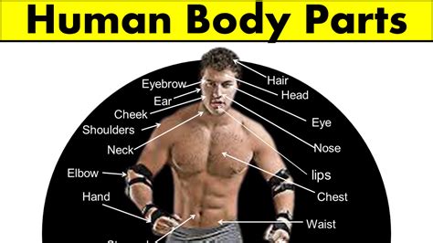 Human Body Parts In English With Images Grammarvocab