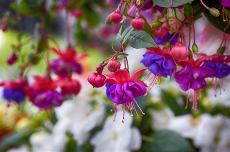 Get flicker translation in hindi, tamil, telugu, arabic, french, spanish, japanese, chinese, portuguese, russian, german. "Mere color, unspoiled by meaning, and unallied with defin ...