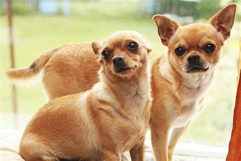 If you feed your dog too much mango, stomach upset and diarrhea may occur because mango has a lot of fiber, which your dog may not be used to. Can Dogs Eat Mango? Are Mangoes Good For Dogs? | Can dogs ...